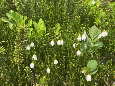 Cassiope mertensiana, photographed by lchaney