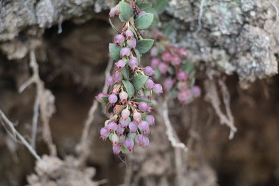 Vaccinium floribundum, photographed by Andrés Ramírez-Barrera