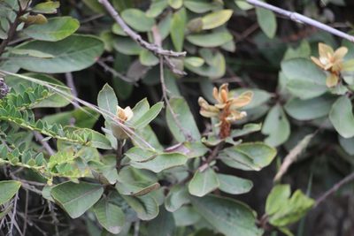 Clethra fimbriata, photographed by Andrés Ramírez-Barrera