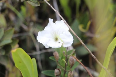 Escobedia grandiflora, photographed by Andrés Ramírez-Barrera