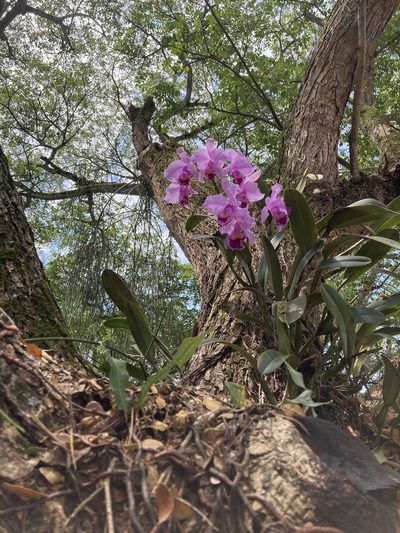 Cattleya trianae, photographed by julianazuluaga-carrero
