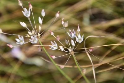 Allium inaequale, photographed by Иван Ковтун Ivan Kovtun