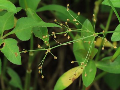 Fimbristylis littoralis, photographed by chiuluan