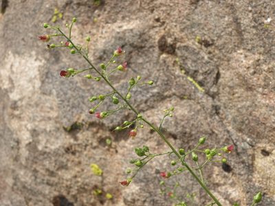 Scrophularia desertorum, photographed by Jim Morefield