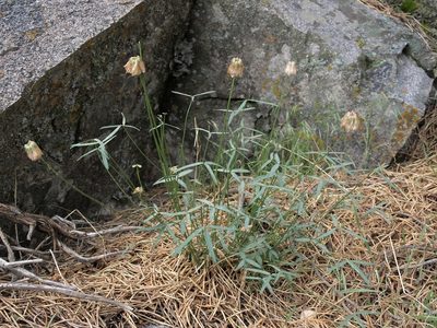Trifolium dedeckerae, photographed by Jim Morefield