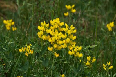 Thermopsis montana, photographed by Mike Duran