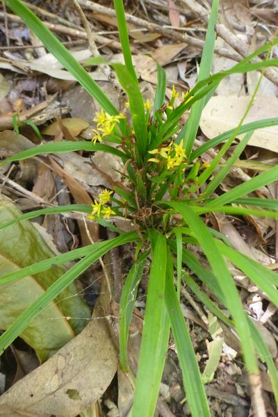 Apostasia wallichii, photographed by coenobita