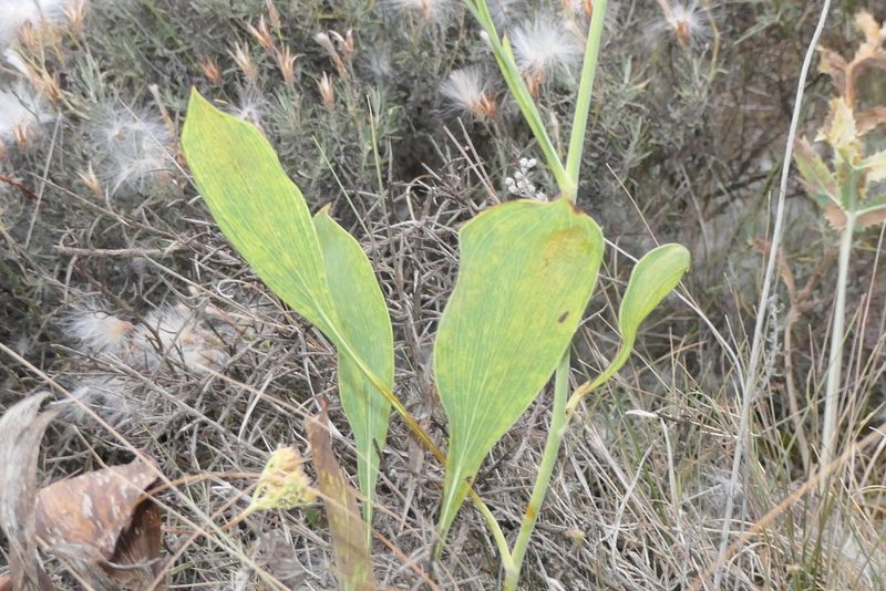 Bupleurum rigidum, photographed by Rafael Medina