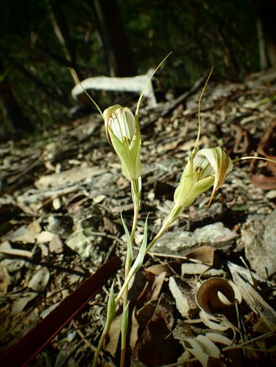 Pterostylis reflexa, photographed by ronavery