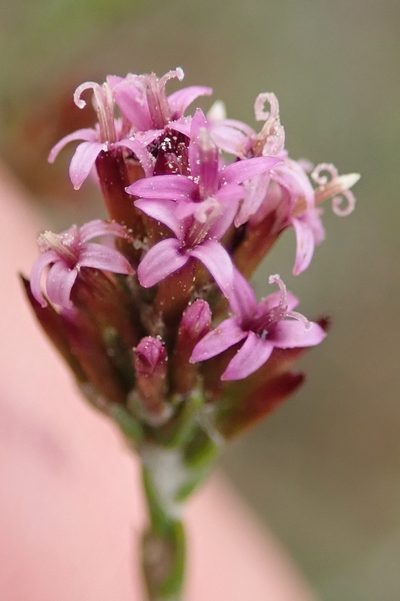 Stoebe rugulosa, photographed by Nicola van Berkel