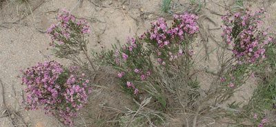 Stoebe rugulosa, photographed by Nicola van Berkel