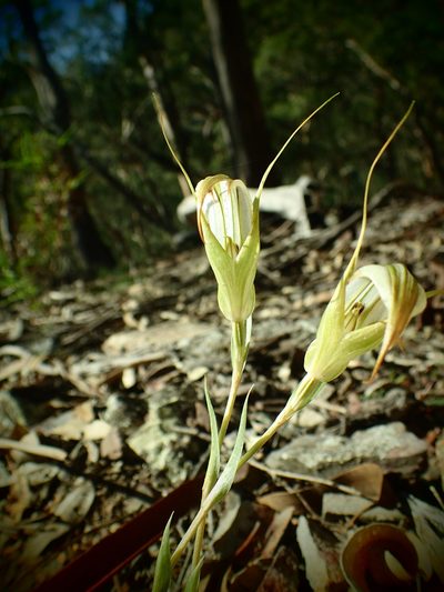 Pterostylis reflexa, photographed by ronavery