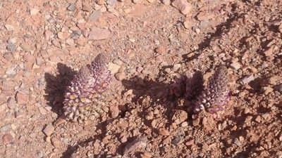 Cistanche violacea, photographed by purperlibel