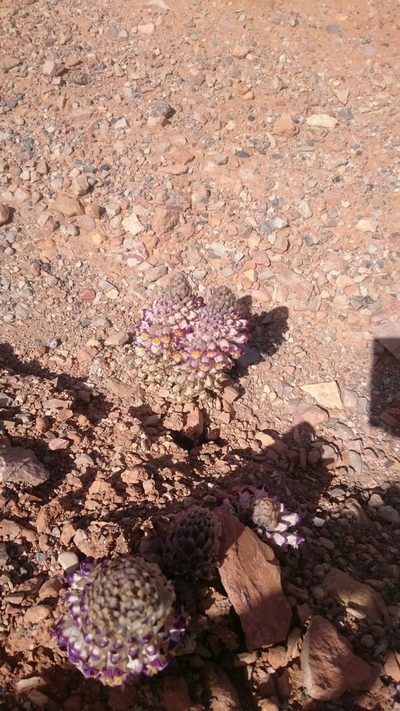 Cistanche violacea, photographed by purperlibel