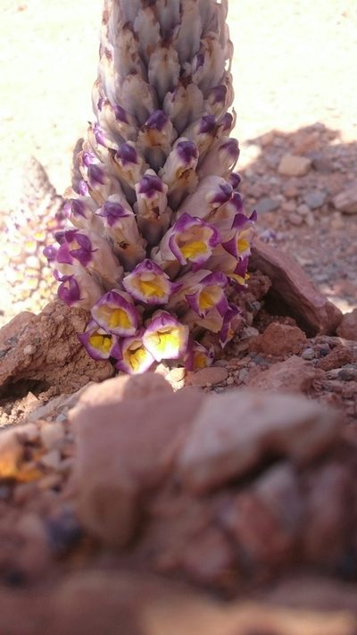 Cistanche violacea, photographed by purperlibel
