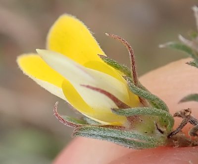 Aspalathus grobleri, photographed by Nicola van Berkel