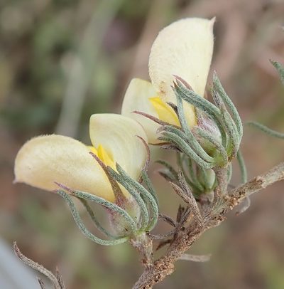 Aspalathus grobleri, photographed by Nicola van Berkel