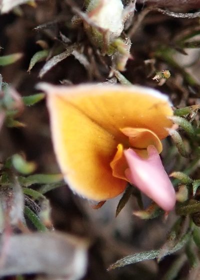 Aspalathus grobleri, photographed by Nicola van Berkel