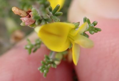 Aspalathus smithii, photographed by Nicola van Berkel