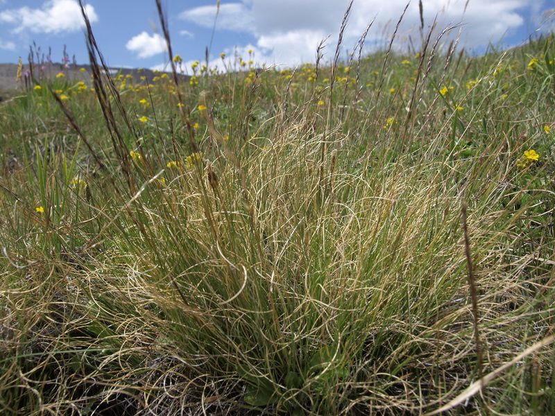 Ptilagrostiella kingii, photographed by Jim Morefield