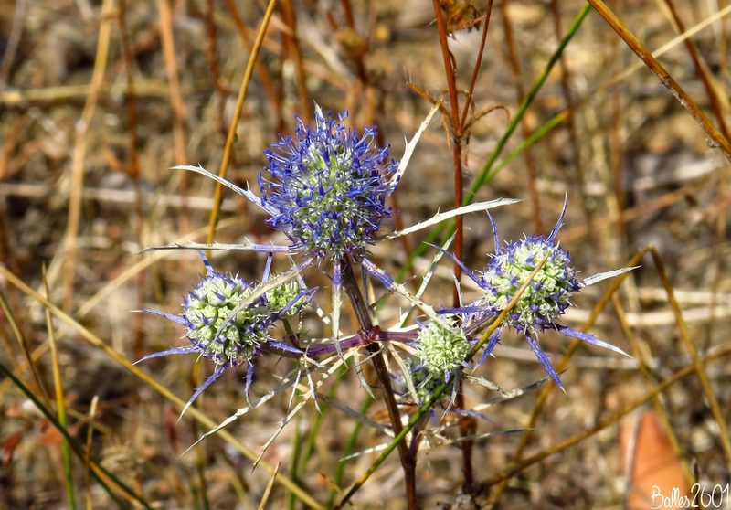 Eryngium tenue, photographed by David Ballesteros