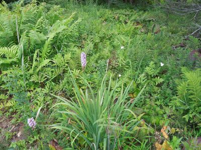 Platanthera psycodes, photographed by Michael