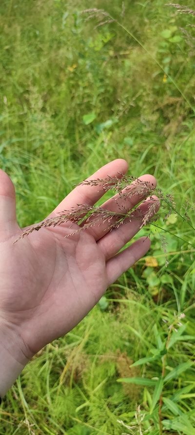 Calamagrostis obtusata, photographed by Yurii Basov