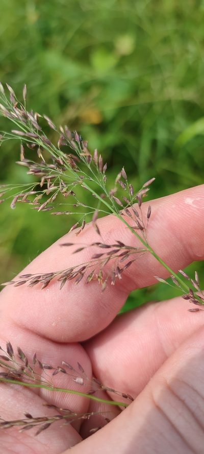 Calamagrostis obtusata, photographed by Yurii Basov