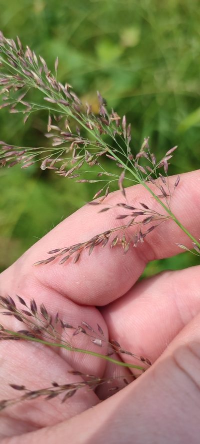 Calamagrostis obtusata, photographed by Yurii Basov