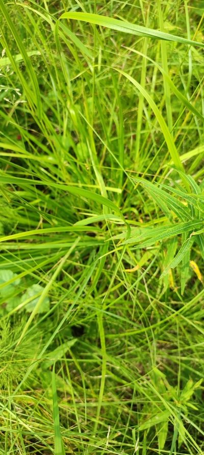 Calamagrostis obtusata, photographed by Yurii Basov