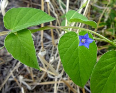 Jacquemontia evolvuloides, photographed by Andrew Tree