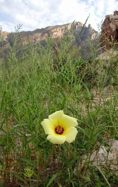 Hibiscus biseptus, photographed by Andrew Tree