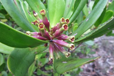 Lumnitzera littorea, photographed by coenobita