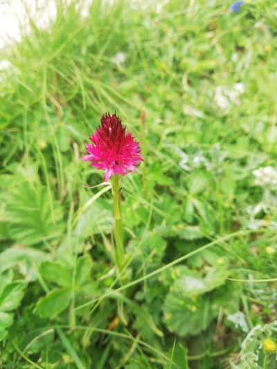 Gymnadenia miniata, photographed by Aaron Iemma