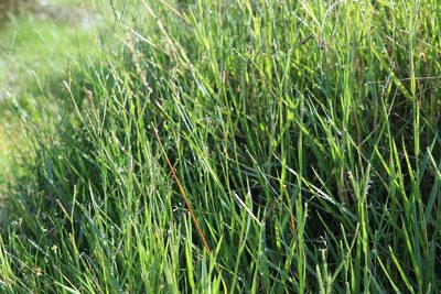 Paspalum distichum, photographed by Andy McKay