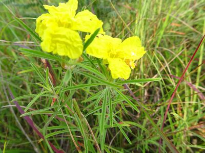 Oenothera serrulata, photographed by Thomas Koffel