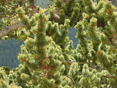 Pinus aristata, photographed by Rachel Stringham