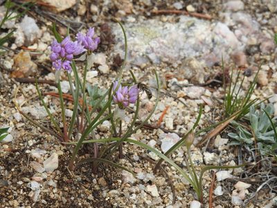Allium geyeri, photographed by Rachel Stringham