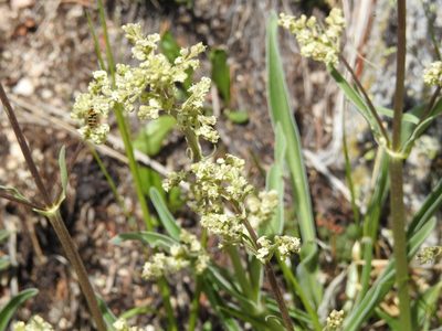 Valeriana edulis, photographed by Rachel Stringham