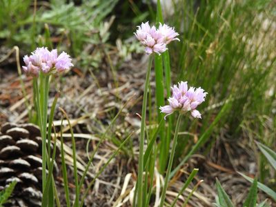 Allium geyeri, photographed by Rachel Stringham