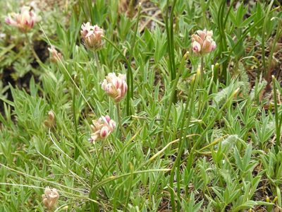 Trifolium dasyphyllum, photographed by Rachel Stringham