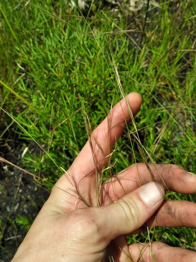 Aristida patula, photographed by Scott Ward