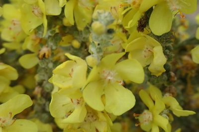Verbascum pulverulentum, photographed by Rafael Medina