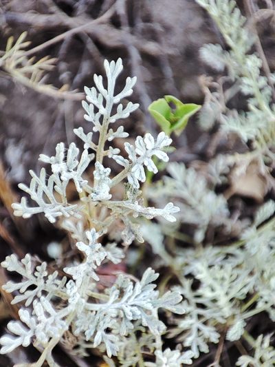 Artemisia lercheana, photographed by Igor Balashov