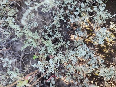 Artemisia lercheana, photographed by Igor Balashov