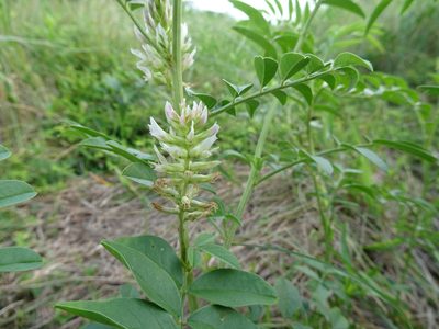 Glycyrrhiza lepidota, photographed by Thomas Koffel