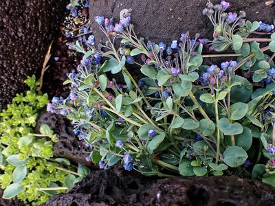Mertensia maritima, photographed by Donald Davesne