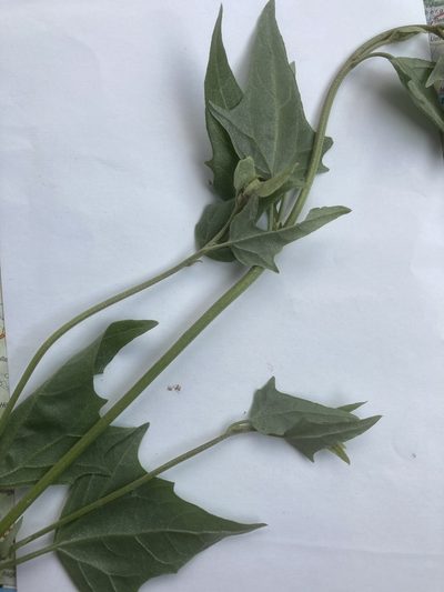 Atriplex micrantha, photographed by Andre Hosper