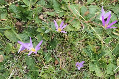 Colchicum montanum, photographed by Rafael Medina