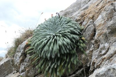Saxifraga longifolia, photographed by Rafael Medina